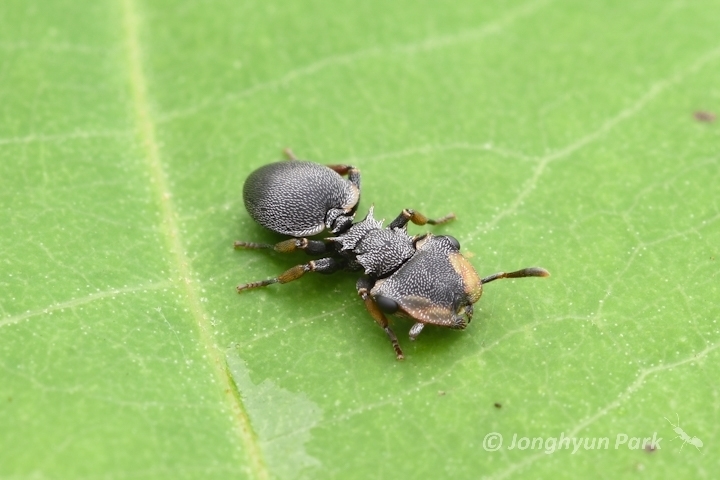 Cephalotes inaequalis