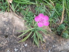 Dianthus seguieri