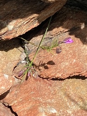 Polygala parkeri
