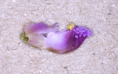 Polygala parkeri