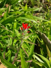 Castilleja arvensis