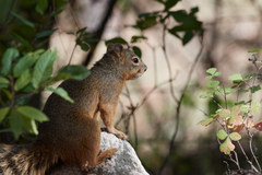 Sciurus nayaritensis