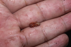 Dysderidae