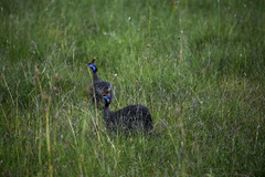 Numida meleagris reichenowi