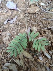 Albizia kalkora