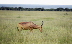 Alcelaphus buselaphus