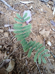 Albizia kalkora