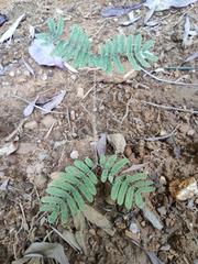 Albizia kalkora