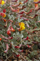 Acmispon argyraeus multicaulis
