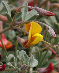 Acmispon argyraeus multicaulis
