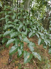 Acer davidii