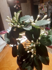 Stephanotis