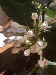 Stephanotis