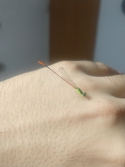 Leptobasis vacillans