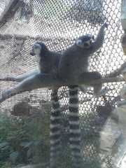 Lemur