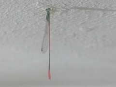 Leptobasis vacillans