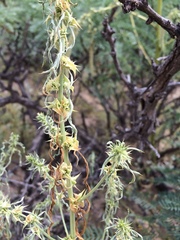 Amaranthus acanthochiton