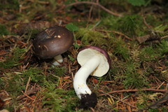 Russula punicea