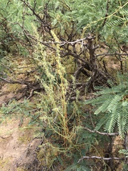 Amaranthus acanthochiton