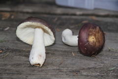 Russula punicea