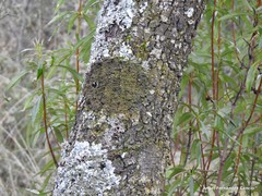 Melanelixia glabratula