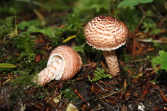 Lepiota roseifolia
