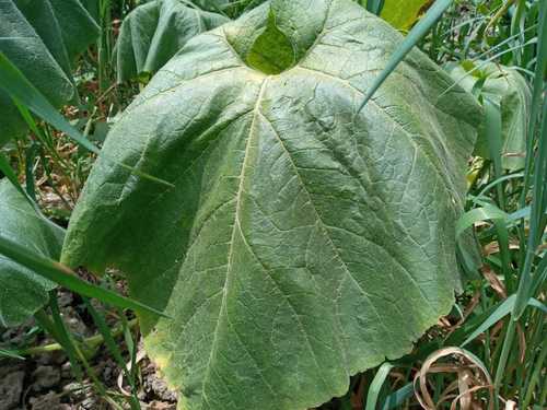 Cucurbita image