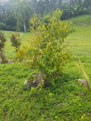 Cinnamomum verum