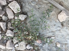 Zygophyllum indicum