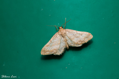 Idaea inclinata
