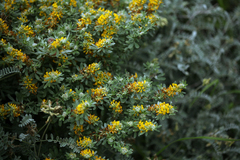 Acmispon dendroideus veatchii