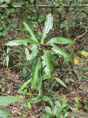 Daphniphyllum macropodum