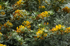 Acmispon dendroideus veatchii