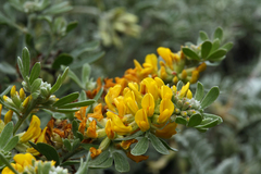 Acmispon dendroideus veatchii