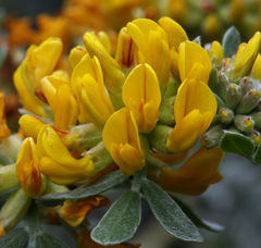Acmispon dendroideus veatchii