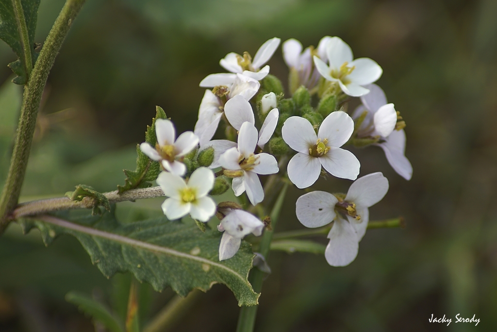 White rocket
