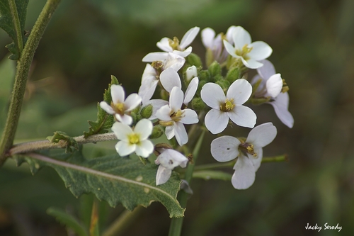 white wallrocket (Diplotaxis erucoides)