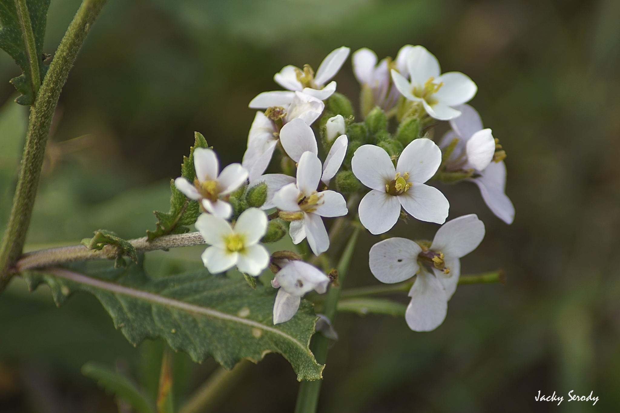 Diplotaxis erucoides
