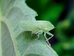 Reticana