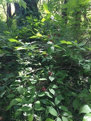 Calycanthus