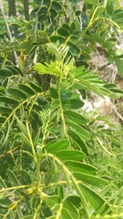 Senna multiglandulosa