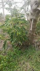 Senna multiglandulosa
