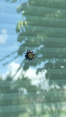 Gasteracantha cancriformis