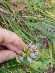 Gentianeae