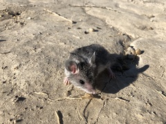 Onychomys leucogaster