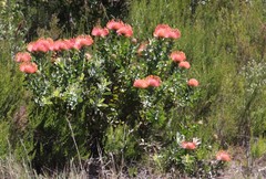 Leucospermum × hybridum