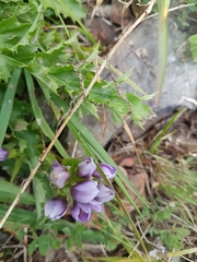 Gentianeae