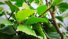 Mulsantina mexicana