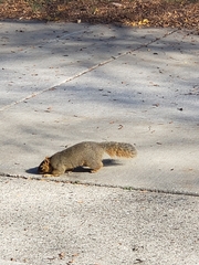 Sciurus niger
