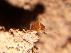 Syntermitinae